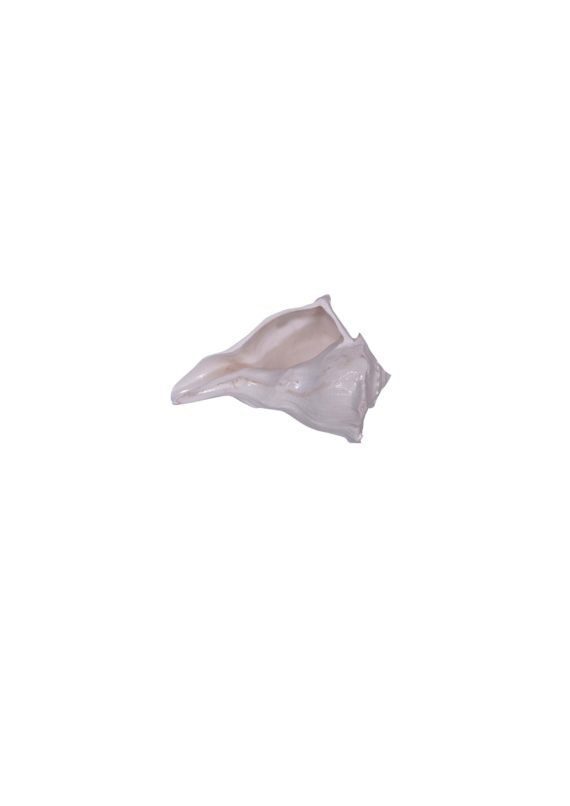 tmpooja-tm-valampuri-mahalakshmi-dakshinavarti-shankh-sangu-conch-shell-250-small-rh-right-hand-valamburi-kalpatharu-the-online-mega-pooja-store-stores-products-product